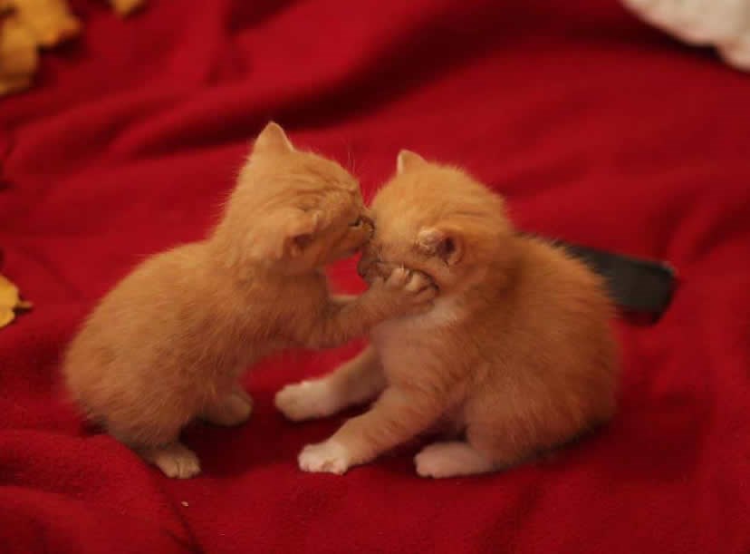 Šuti, volim te, istrpi!