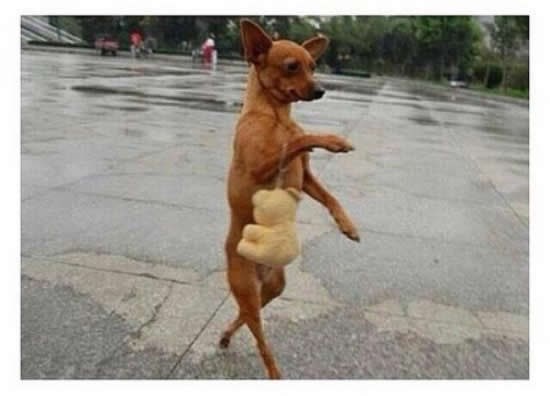 Šminkerica čivava prošetala špicom