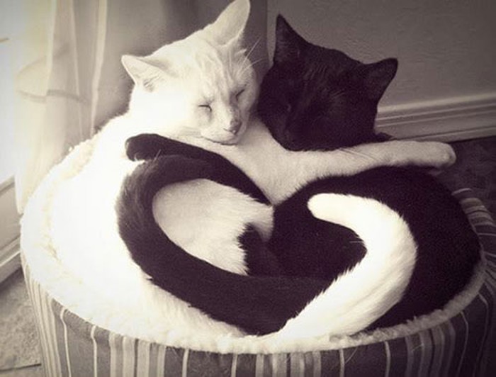 Ljubavni Yin i Yang