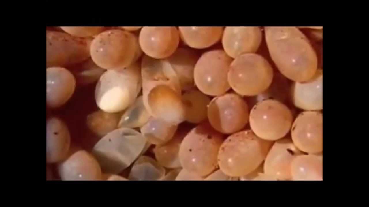 VIDEO: I slatke i smiješne, ove male bebice će vas osvojiti