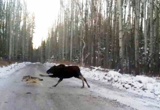 Los u lovu na vuka: Stani, vrećo buha, dužan sam ti batine!