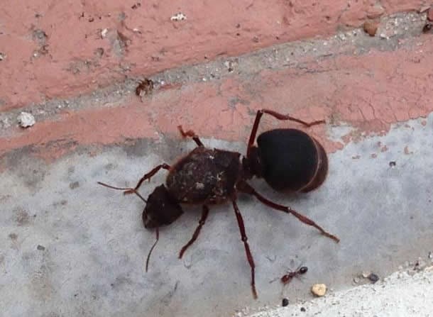 Gigantski mrav u usporedbi sa slabijim rođakom