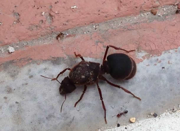 Gigantski mrav u usporedbi sa slabijim rođakom