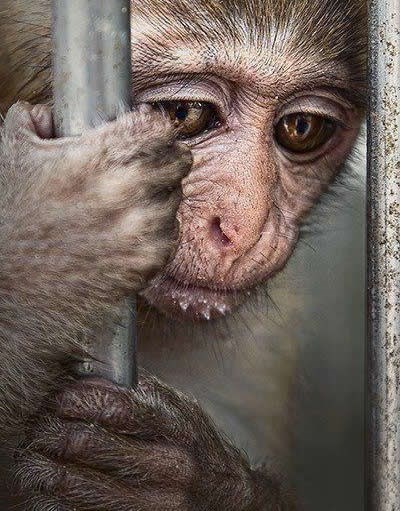 Zoo: Robovi za našu zabavu život provode iza rešetaka