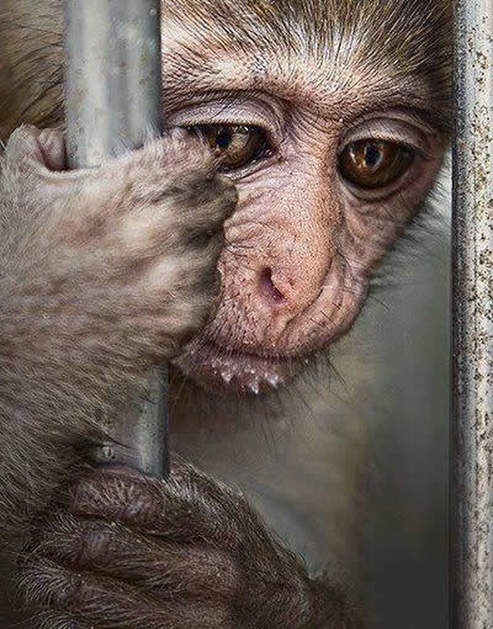 Zoo: Robovi za našu zabavu život provode iza rešetaka