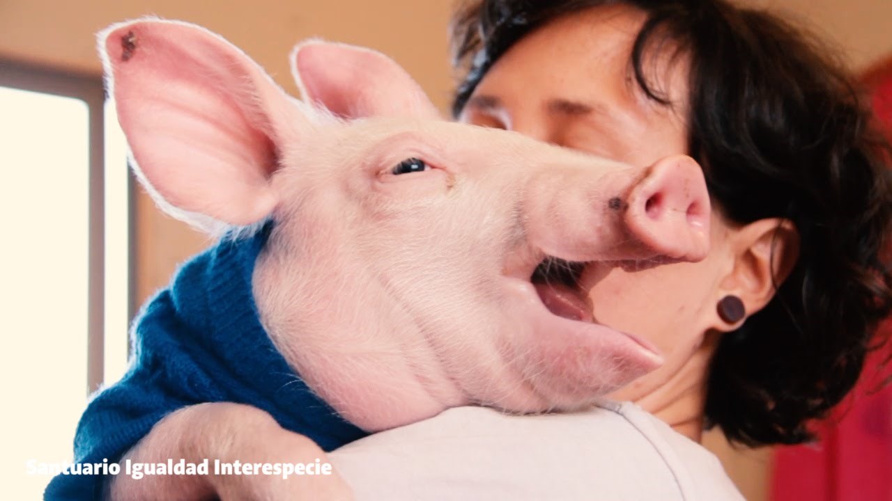 Svinjica spašena iz klaonice postala velika maza