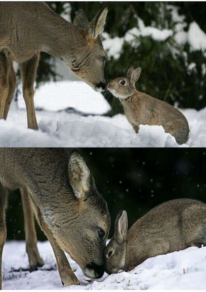 Bambi i Thumper iskočili iz bajke!