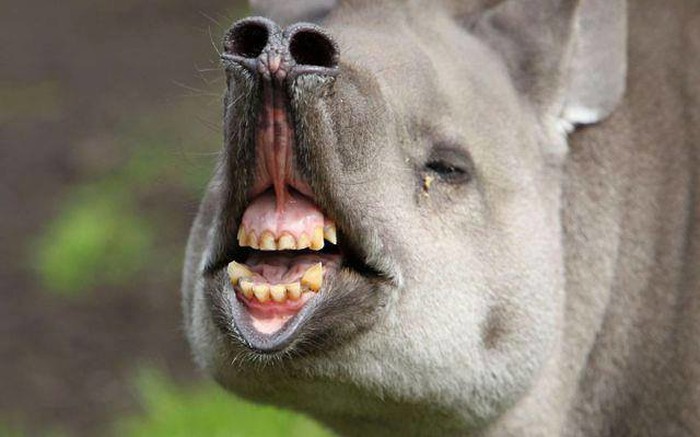 Tapir nije slušao mamu i prao zubiće pa hitno traži zubara