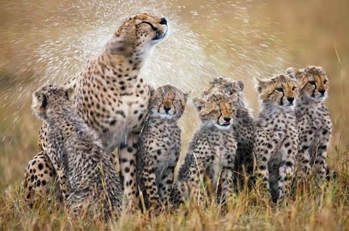 Kupanac na prijevaru