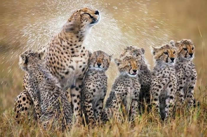 Kupanac na prijevaru