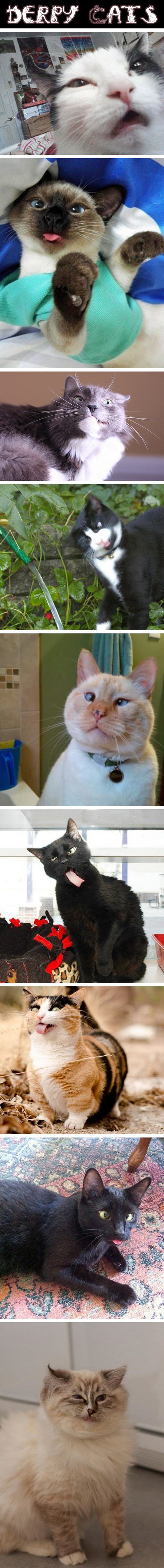 "Nadrogsane" mace tripaju k'o lude