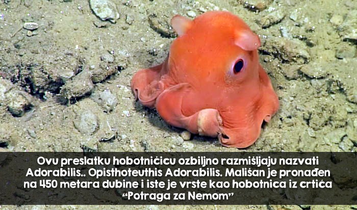 Bićence toliko slatko da ga planiraju nazvati Neodoljivus!