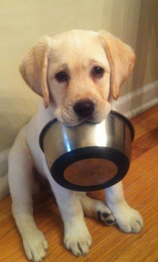 Papati, papati! Proždrljivac koristi "puppy eyes"