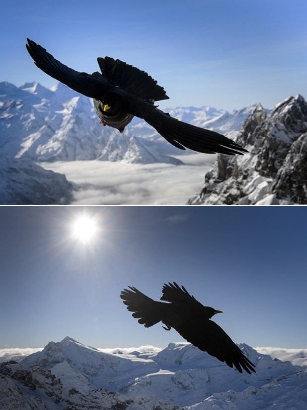 Planinska vrana uhvaćena u letu