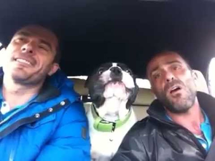 TALENTIRANI BULDOG zapjevao "You raise me up" bolje od profića!