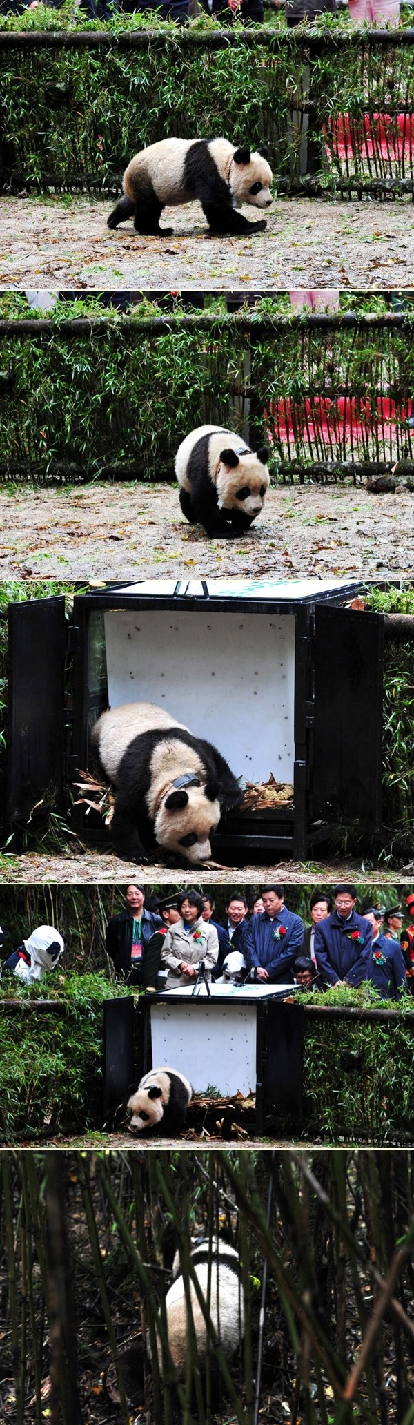 Kineski panda spreman za svinjariju: Tao Tao sav prljav