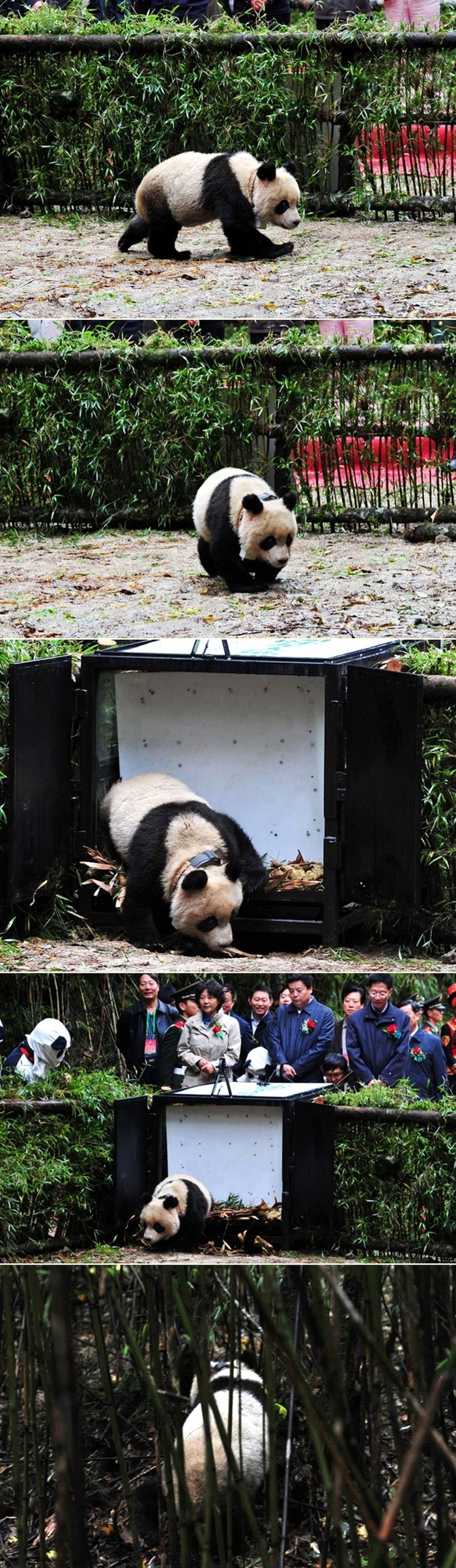 Kineski panda spreman za svinjariju: Tao Tao sav prljav