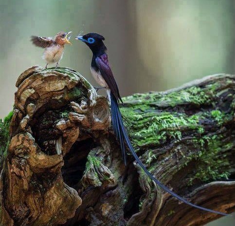 Mama, daj brže malo, gladan sam!