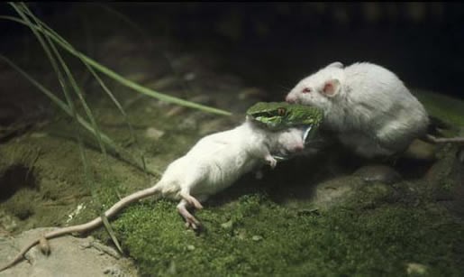 Hrabri miš spasio frenda iz zmijskih ralja