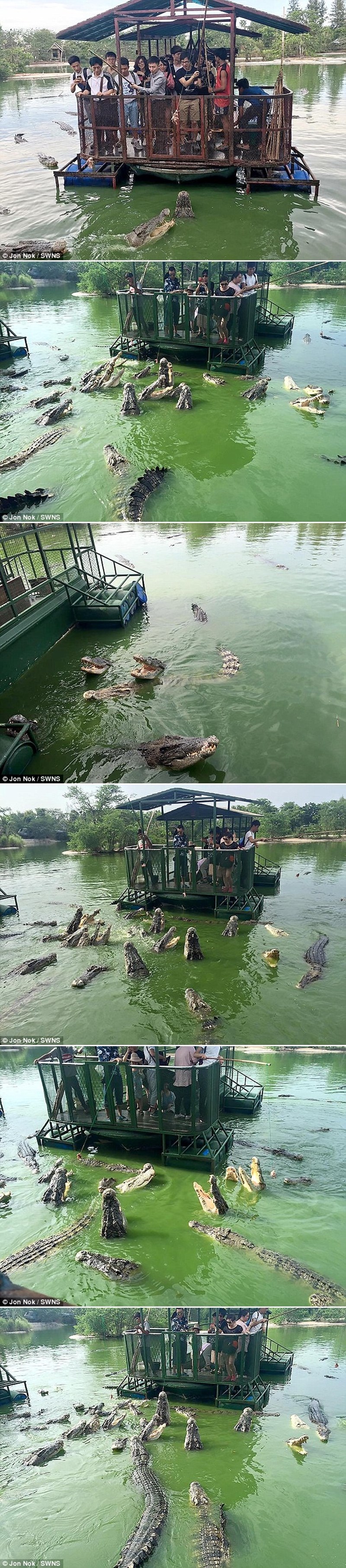 Kineski turisti s klimave PLASTIČNE splavi mesom hrane gladne krokodile!