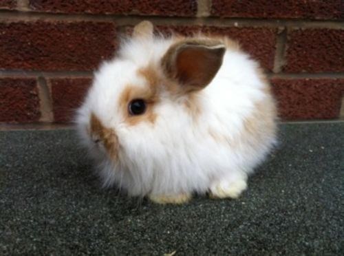 Najpufastiji mali zeko na svijetu čeka maženje