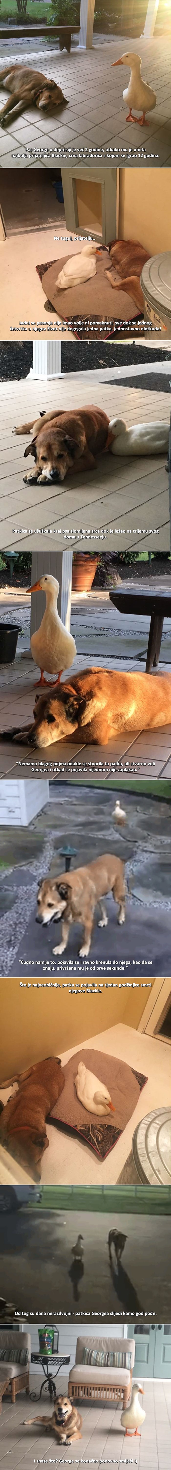 Psu je umrla najbolja prijateljica, pa je zapao u dvogodišnju depresiju, a onda se pojavila ova patka