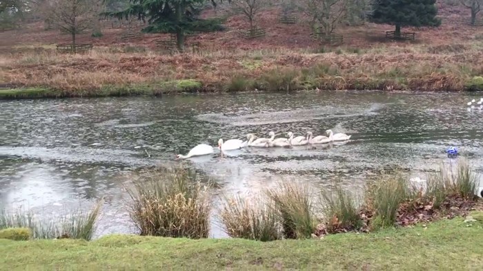 VIDEO Ovi labudovi su smislili zanimljivu taktiku plivanja kroz zaleđeno jezerce!