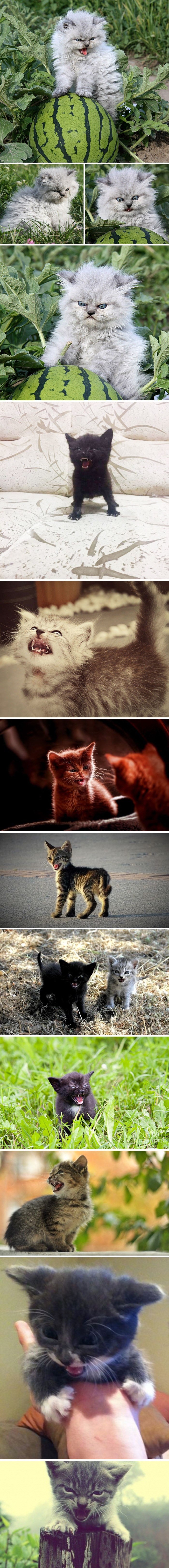 Deset užasno ljutih mačića koji će vas uplašiti svojim "strašnim" izrazom lica
