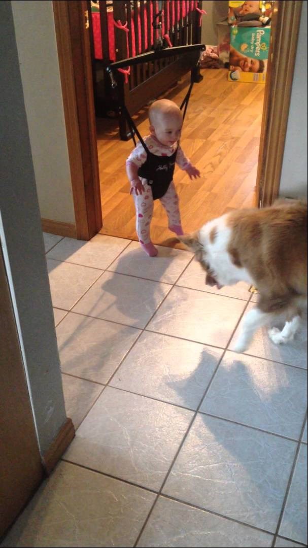 Pseća škola: Pas uči bebu skakati