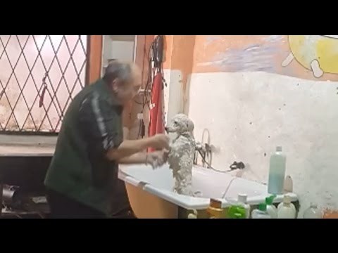 PRESLATKO: Frizer za ljubimce uhvaćen kako pleše sa psićem dok ga kupa