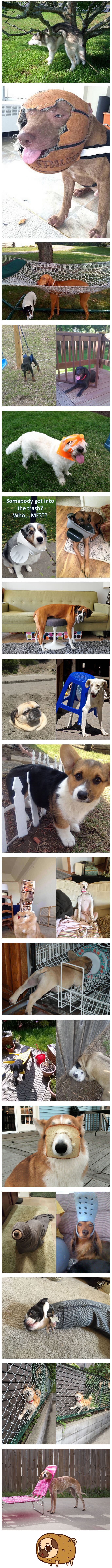 Smiješne fotografije pasa koji su se našli u nezgodni situacijama i ne mogu naći izlaz