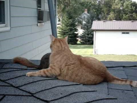 HIT VIDEO: Odnekud se pojavila vjeverica i ugrizla mačku za rep!