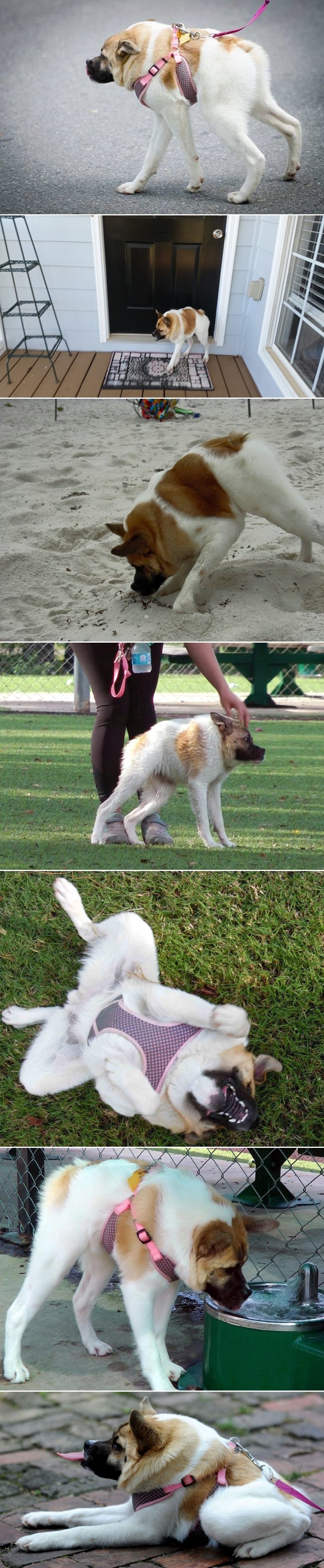 Psić neobičnog izgleda postao miljenik interneta, pogledajte zašto ga svi vole