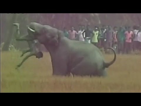 HOROR: Slon trese čovjeka do smrti!