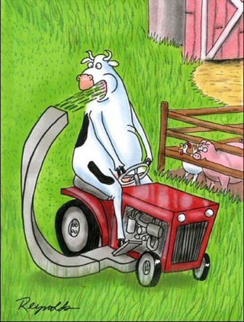 Krava postala mali poduzetnik