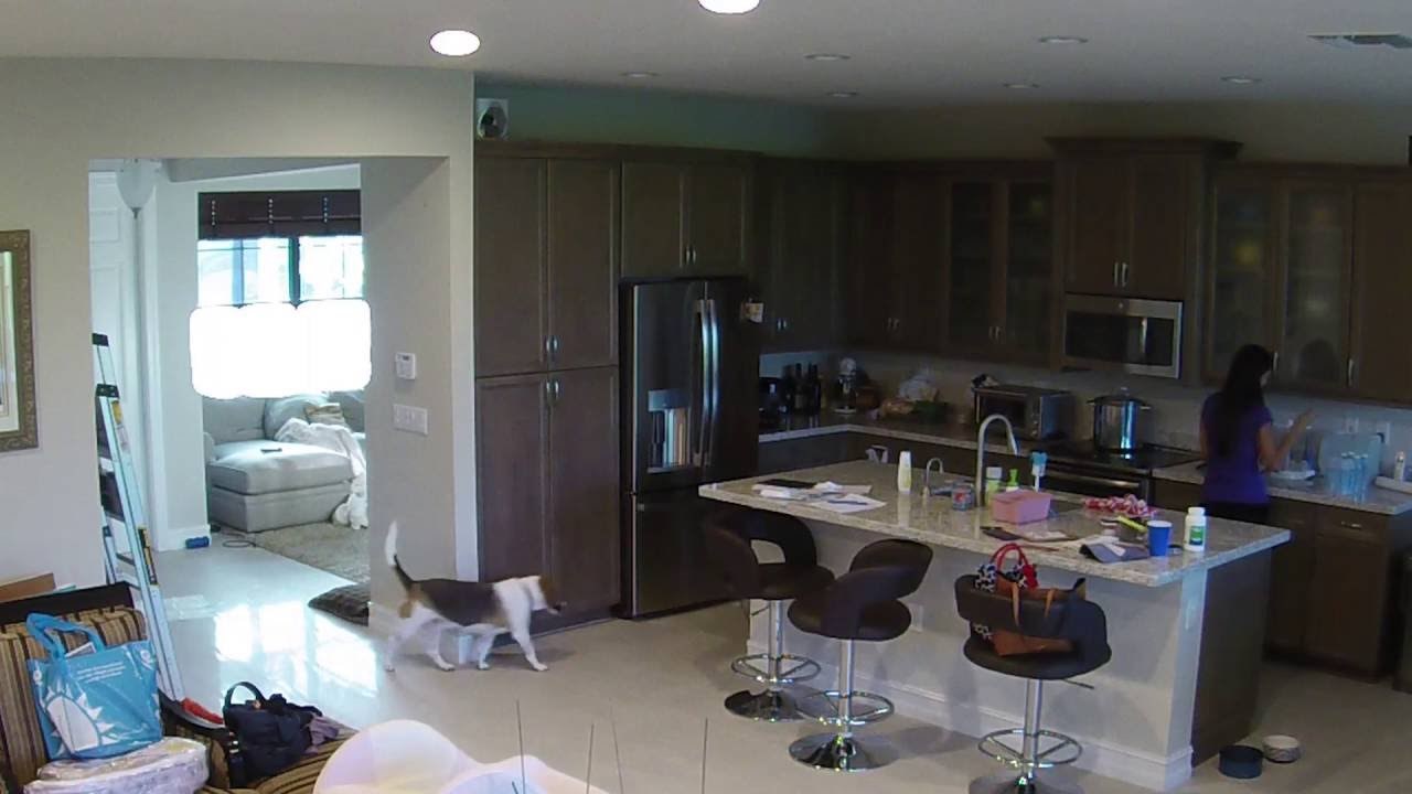 NIJE GA NAHRANILA? Pas ukrao dadiljin ručak!