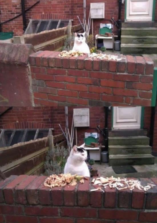 Mačak otvorio "pekaru" da privuče golubove