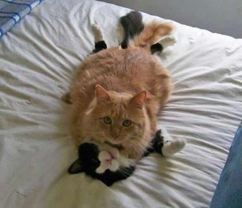 Mačji ljubavnici uhvaćeni u akciji