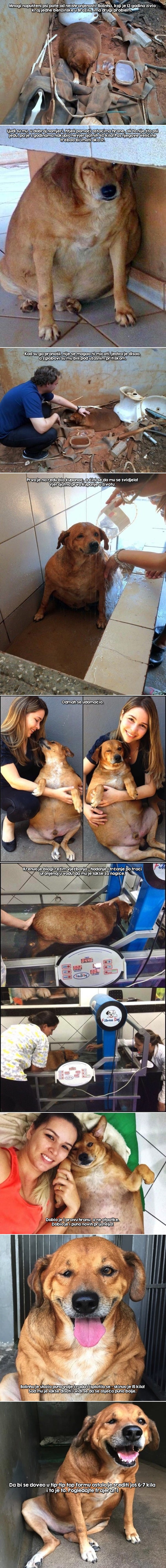 GALERIJA: Debeli napušteni pas hrabro krenuo na mršavljenje!