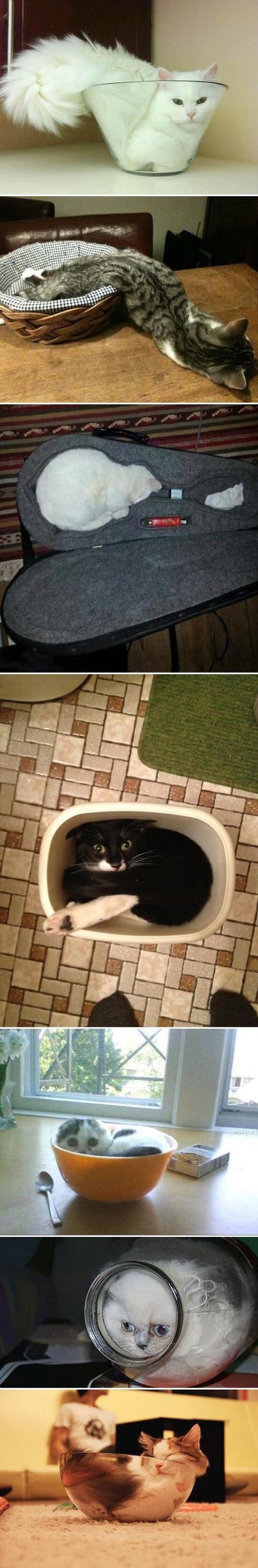 Najsmješnije slike mačaka koje izgledaju kao da su prešle u tekuće stanje