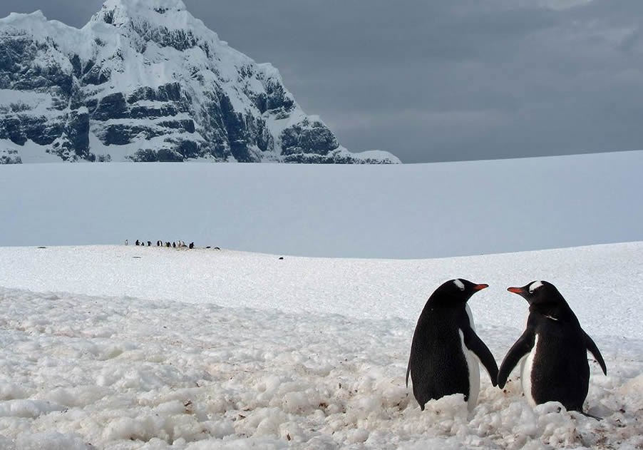 Zaljubljeni pingvinski par želio biti nasamo i cmakati se