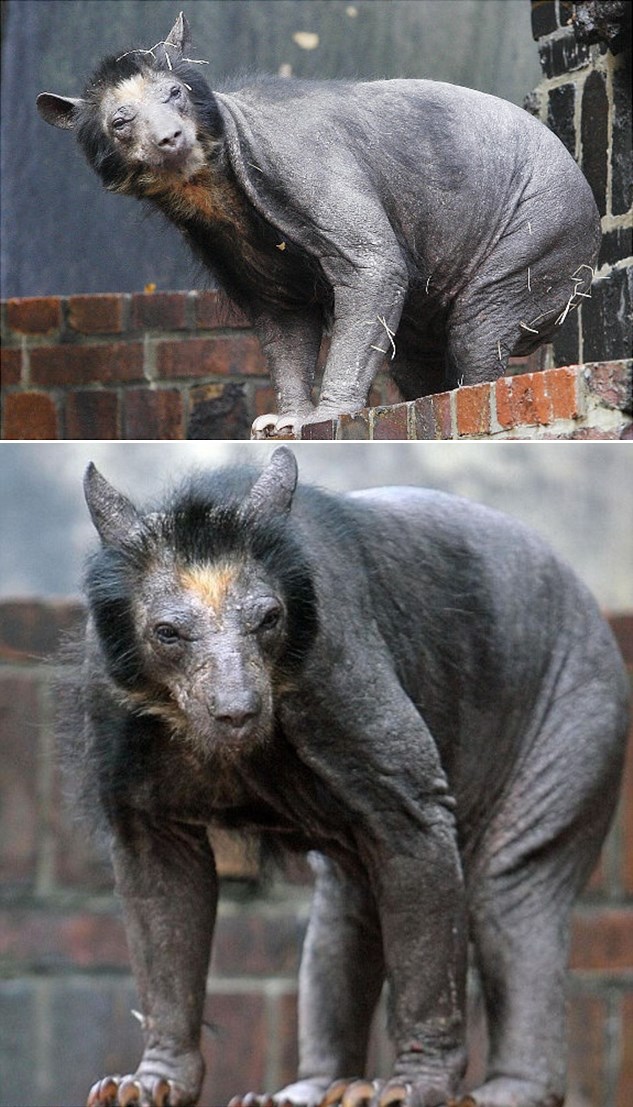 Izbrijani medvjed izgleda poput noćne more