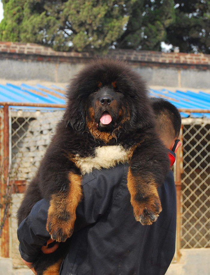 Predivan Tibetanski mastiff :)