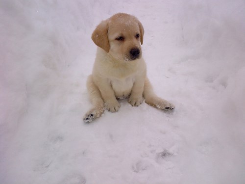 Smorio me ovaj snijeg :)