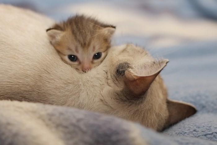 U maminom zagrljaju...