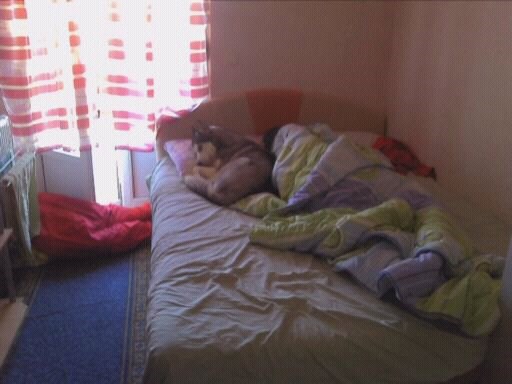 Haski spava do gazde