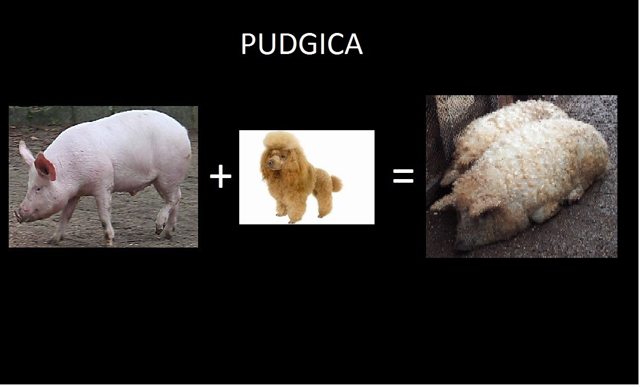 PUDGICA