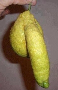 Napaljena Majka priroda voli limune