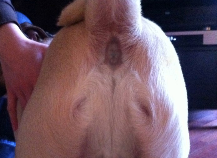 Ovo je sablaznilo kršćanski puk: Isus na psećem dupetu