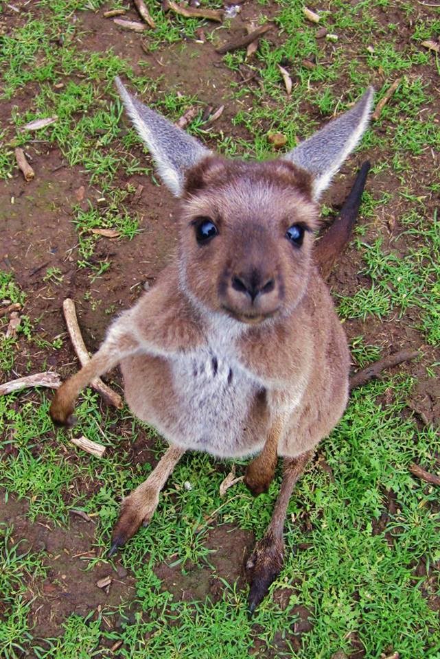 Znatiželjni klokan žica nešto za klopanje